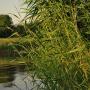 plant life near a waterway