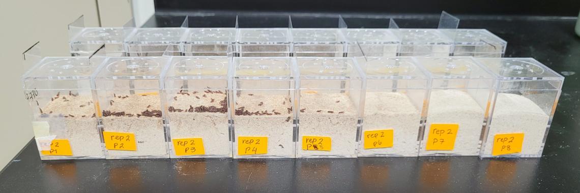 Beetles in plastic boxes