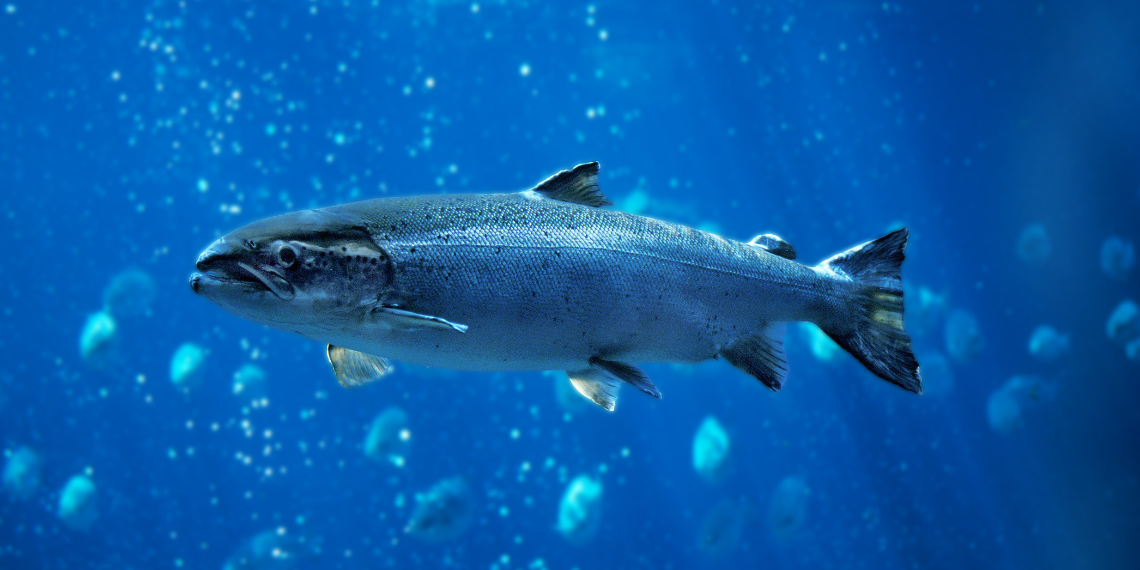Atlantic salmon