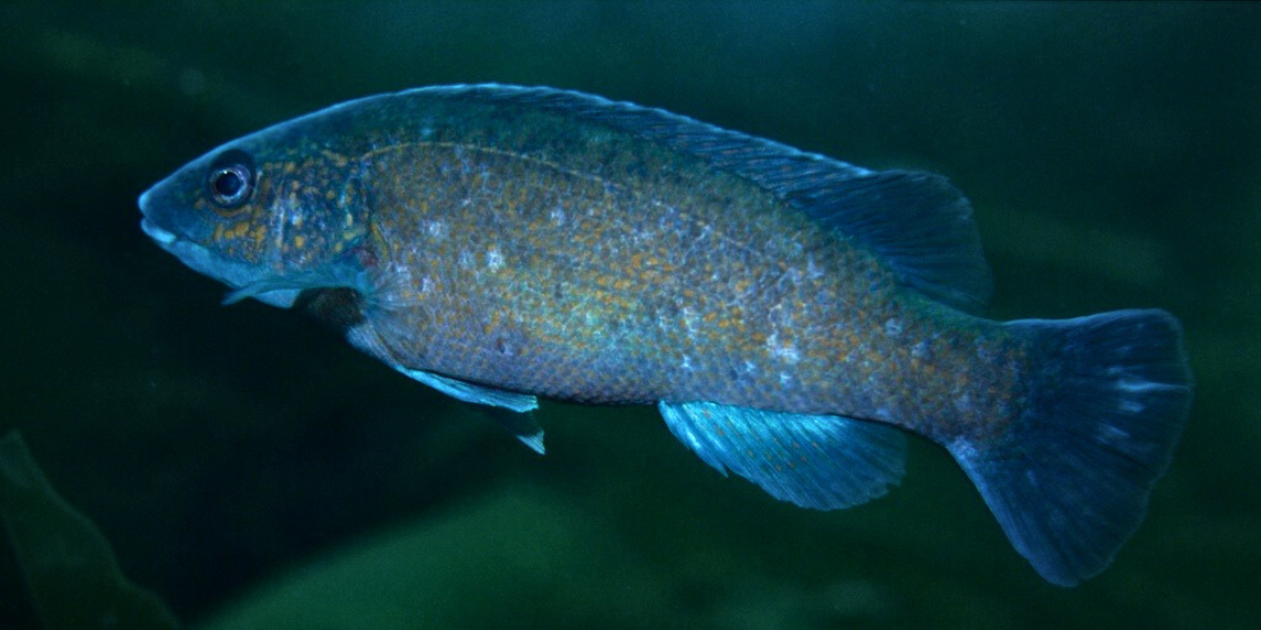 Cunner fish