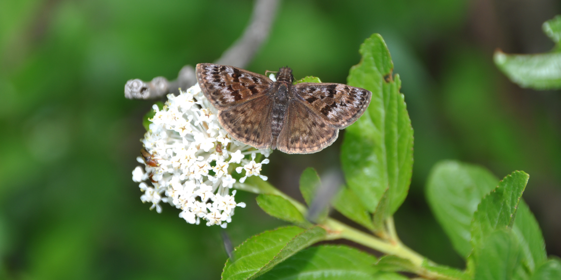 Mottled Duskywing on a prairie redroot plant. Photography by Jessica Linton. 