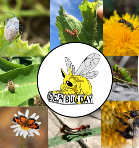 Guelph bug day logo and photos of insects