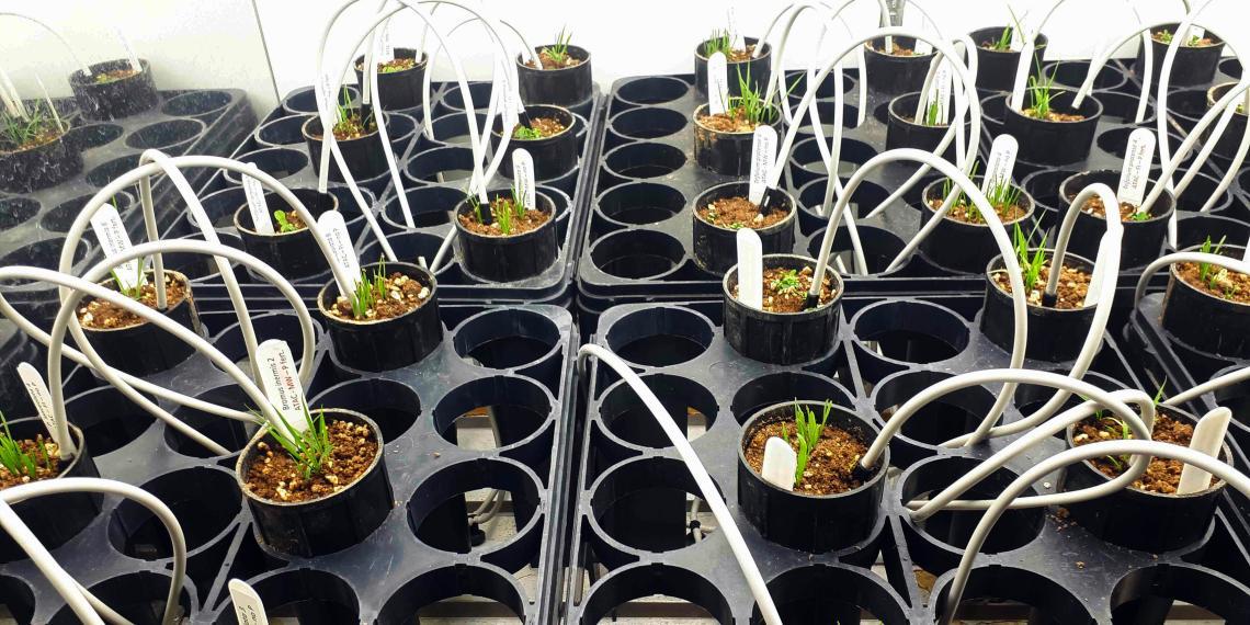 Growth chambers in the U of G's Phytotron.