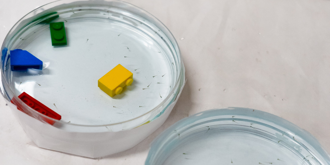 tiny zebrafish swimming in petri dish with lego