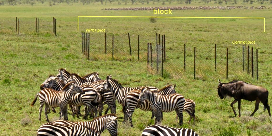 Research plots near zebras