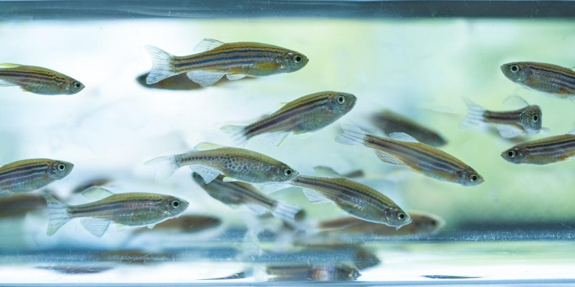 zebrafish swimming in a tank
