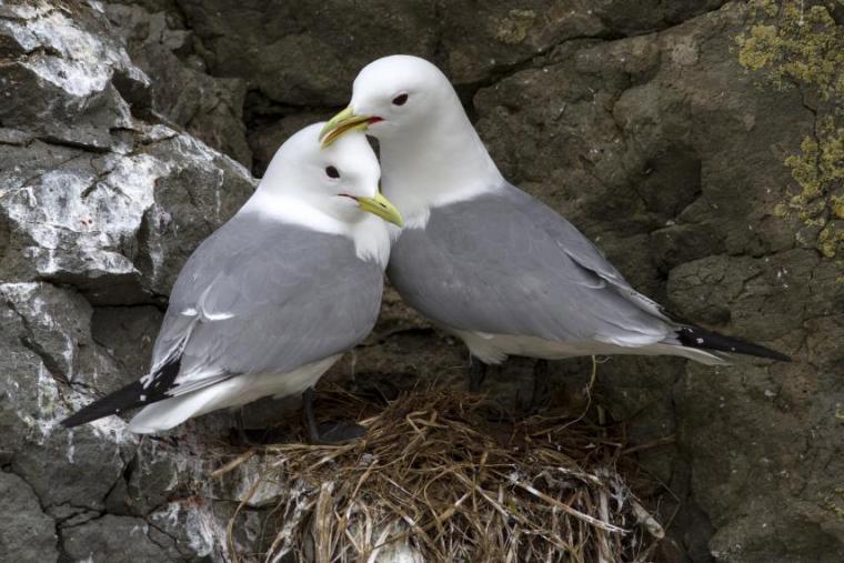 Black-legged kittiwakes