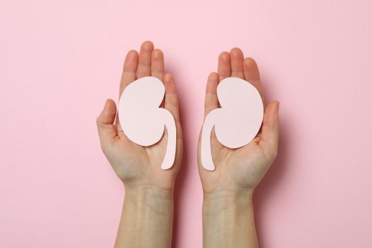 Hands hold two papers in the shape of kidneys