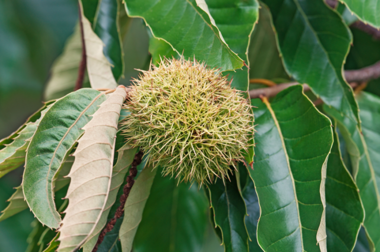 Leaves and fruits of the American chestnut