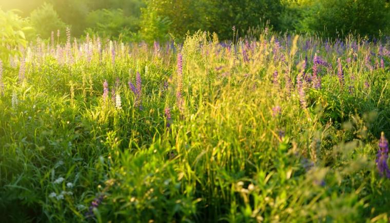 Lupine flowers in field on sunset at summer