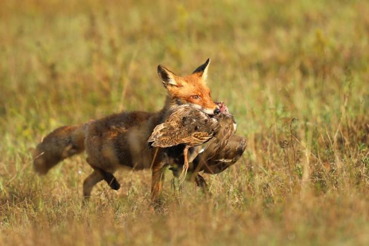 Red fox walks with a bird prey in the mouth