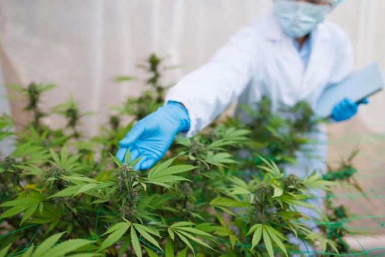 Researcher examining a cannabis plant