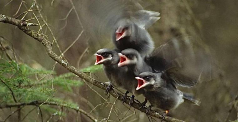 Canada Jays