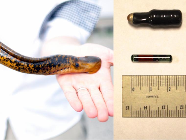 Left: An adult sea lampreys (photo by A. Miehls, GLFC); Right: A larger acoustic tag and smaller passive integrative transponder tag used in capture-mark-recapture of sea lampreys (photo by Jessi Nelson-Duck)