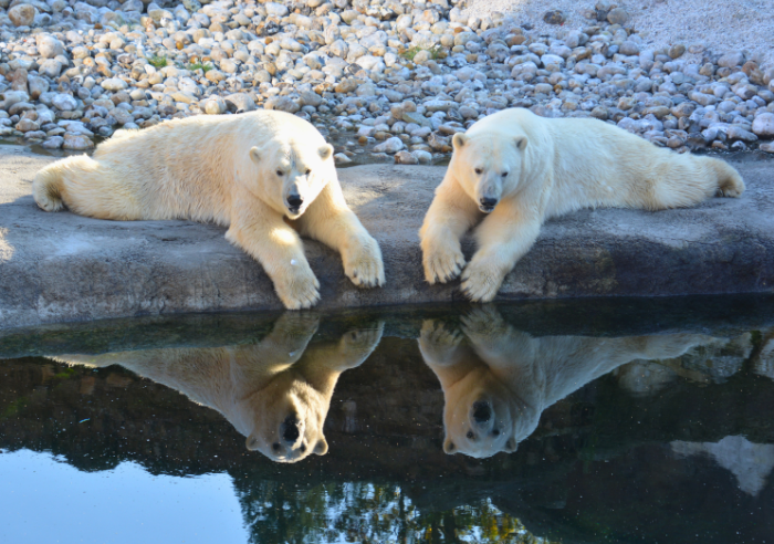 polar bears in zoo
