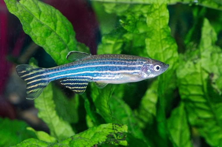 An adult zebrafish (Danio rerio) 