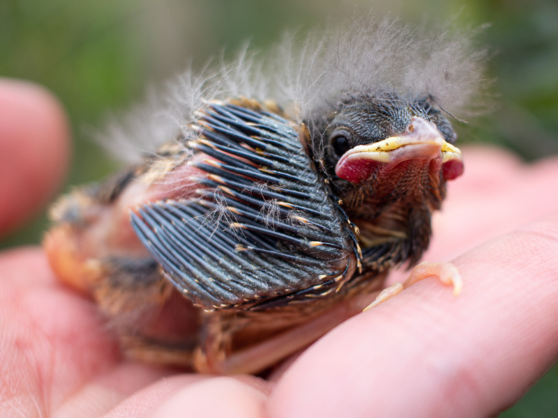 Savannah sparrow hatchling