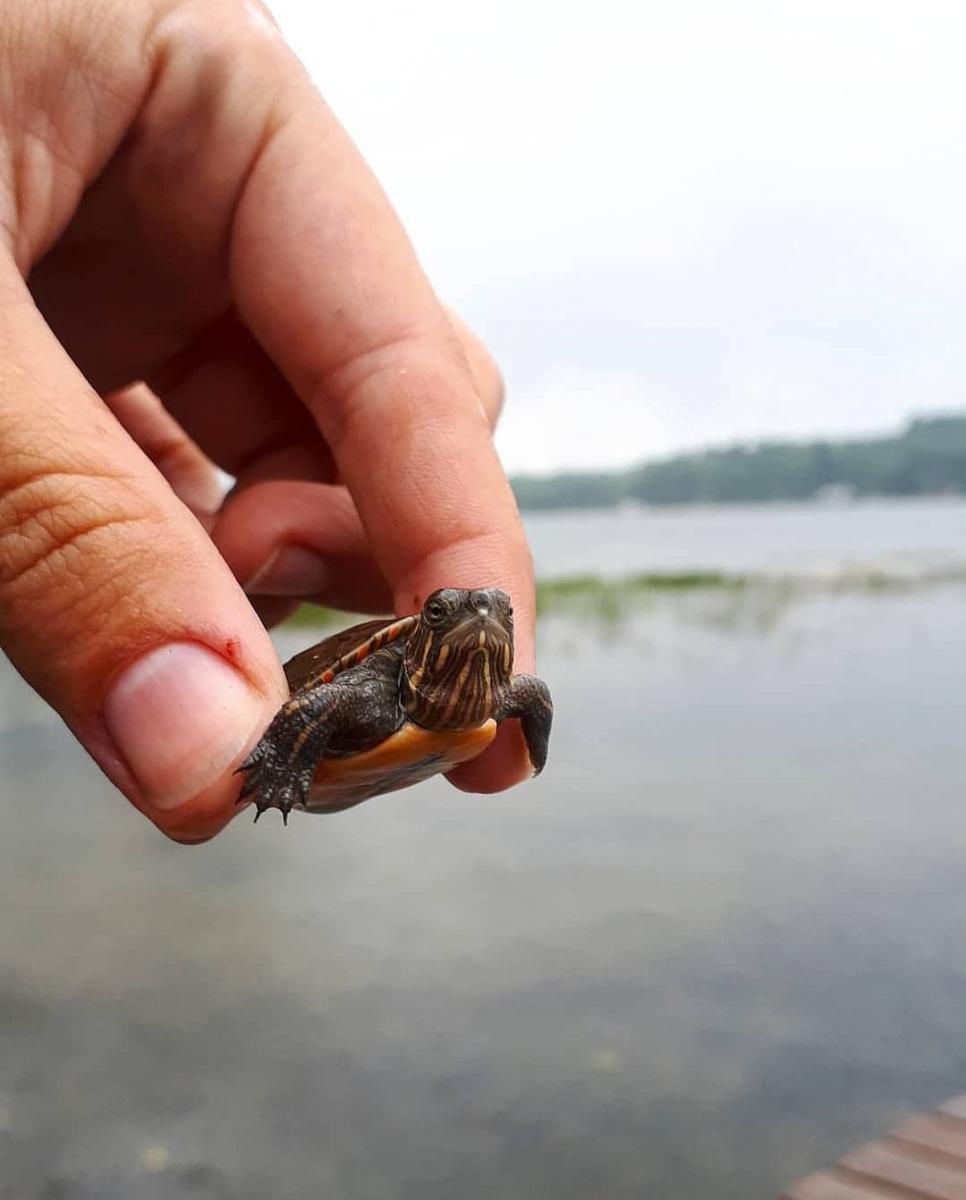 Close-up of hand holding a hatchling painted turtle.