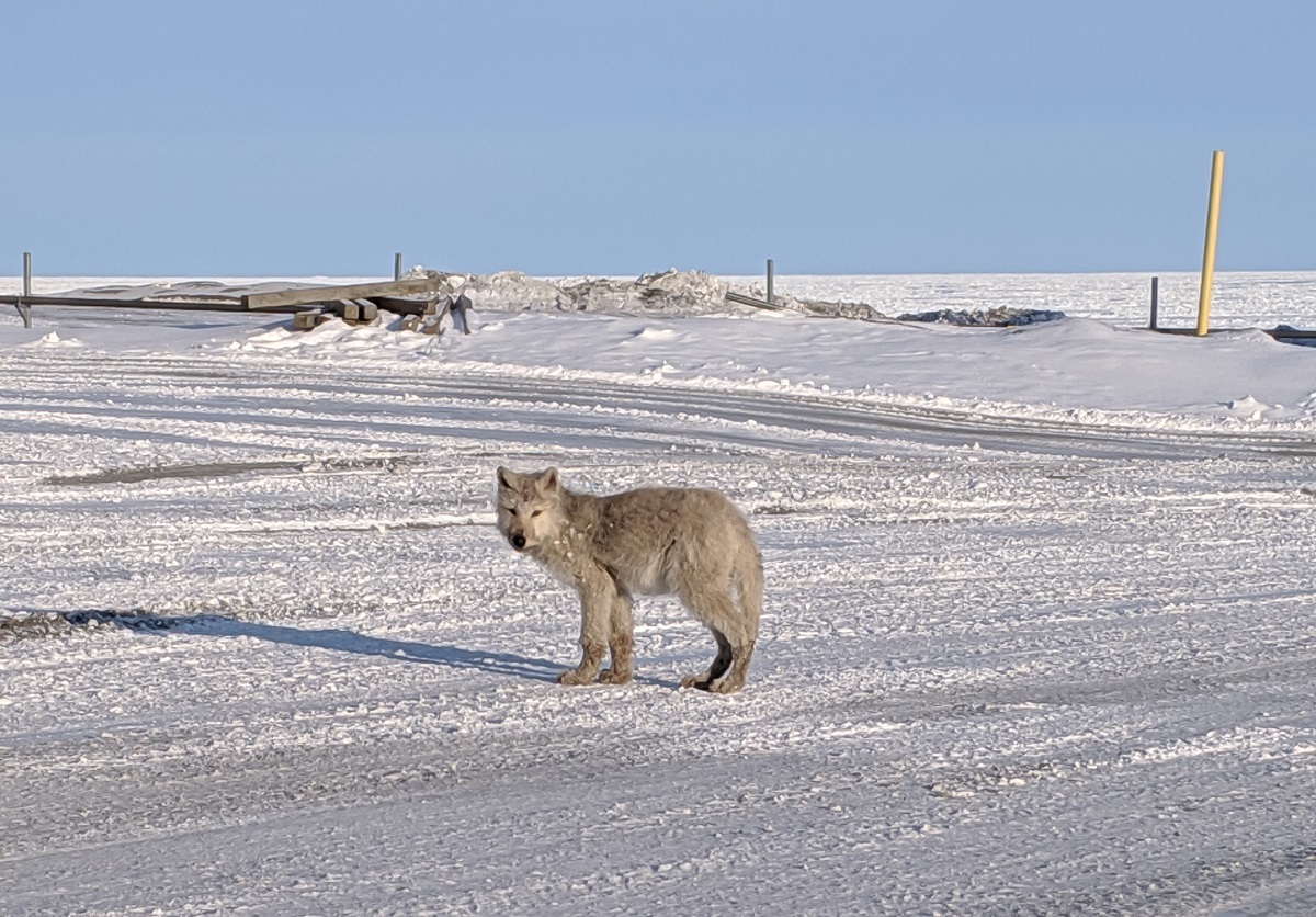 A wolf on a sunny day in Alert, Nunavut