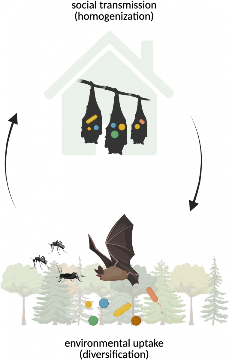 Infographic showing how the gut microbiome of bats is impacted by both social transmission and the environment.