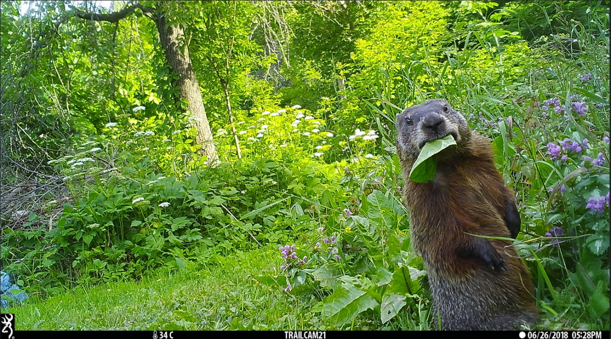 A groundhog munching on vegetation surrounded by plants in nature.