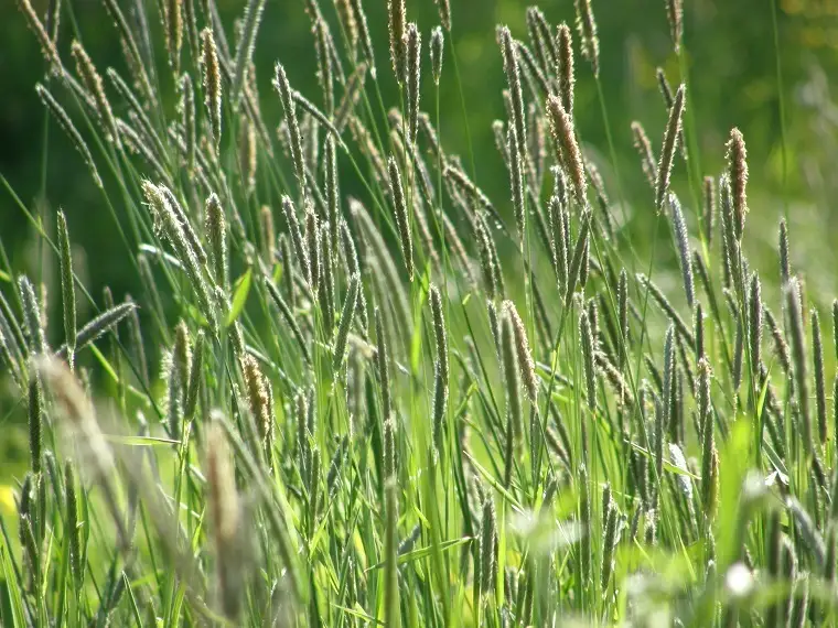 Timothy Grass
