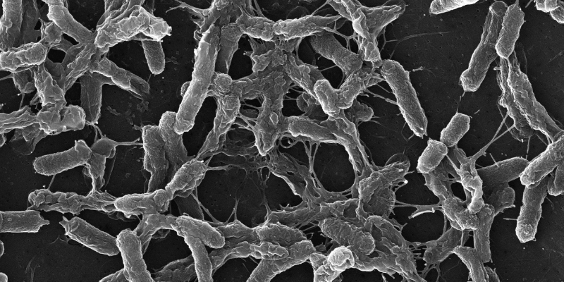 Microscopic image of bacteria