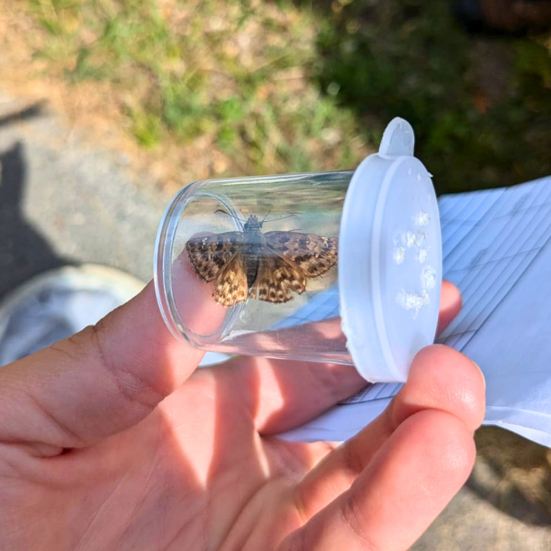 Mottled duskywing in a jar