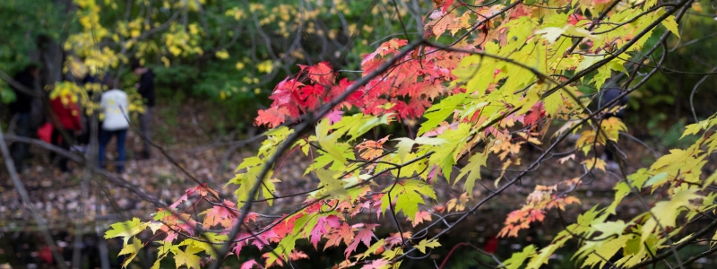 Branch with red and yellow leaves