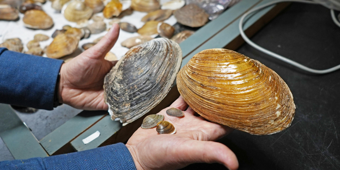 Dr. Josef Ackerman holds several freshwater mussels