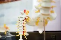 Medical model of the human spine, up close