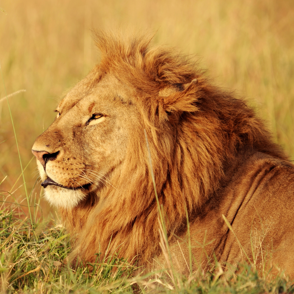 Male lion