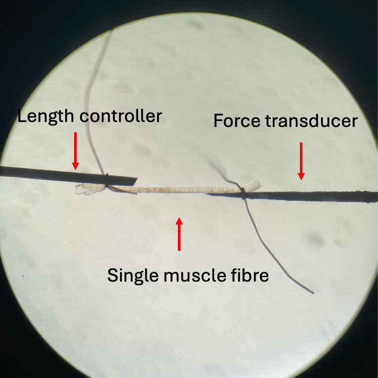 A muscle strand under a microscope