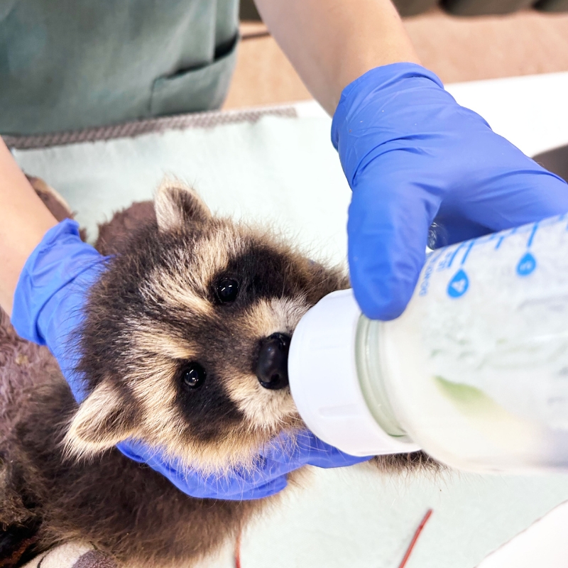 raccoon feeding