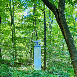 salt trap in forest