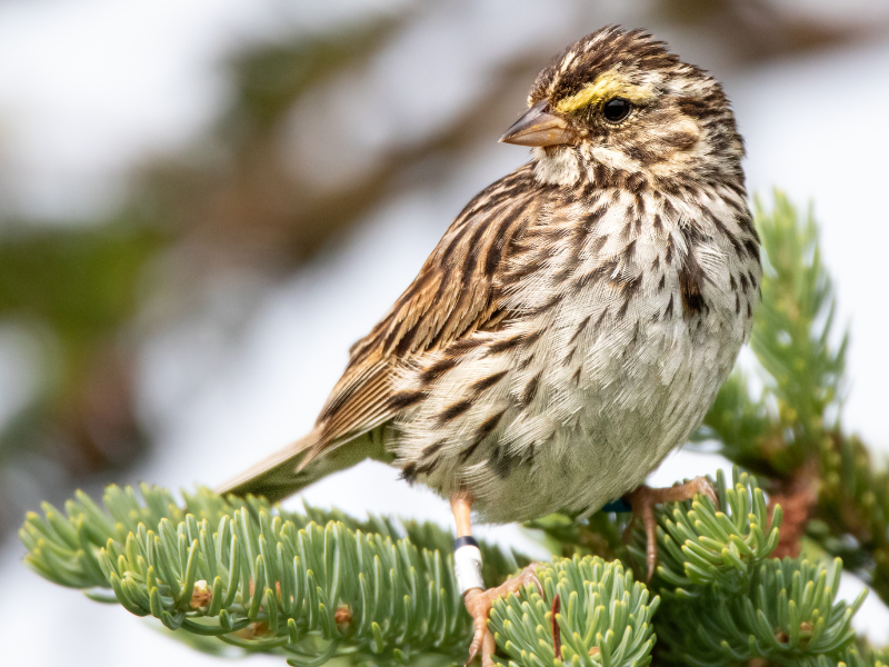 Savannah sparrow