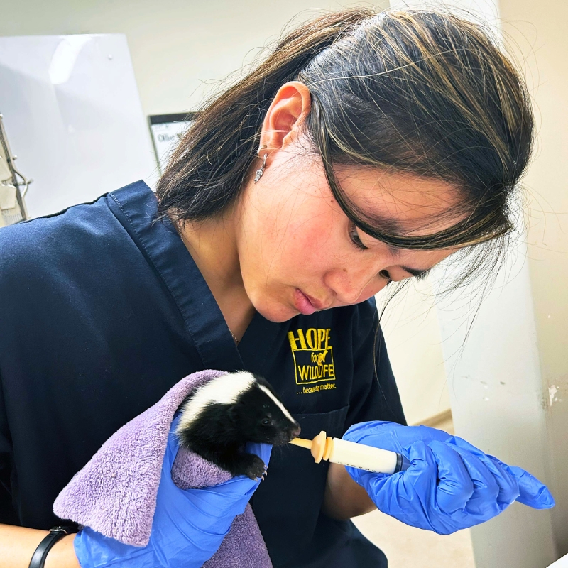 Katherine Hurley feeding a skunk