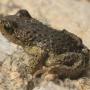 Close up of Scutiger boulengeri, a frog that lives at high altitudes.