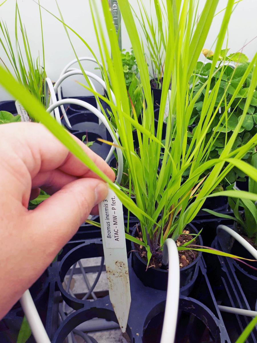 Switchgrass, along with plantain and clover
