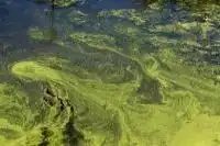 Water body showing signs of eutrophication.