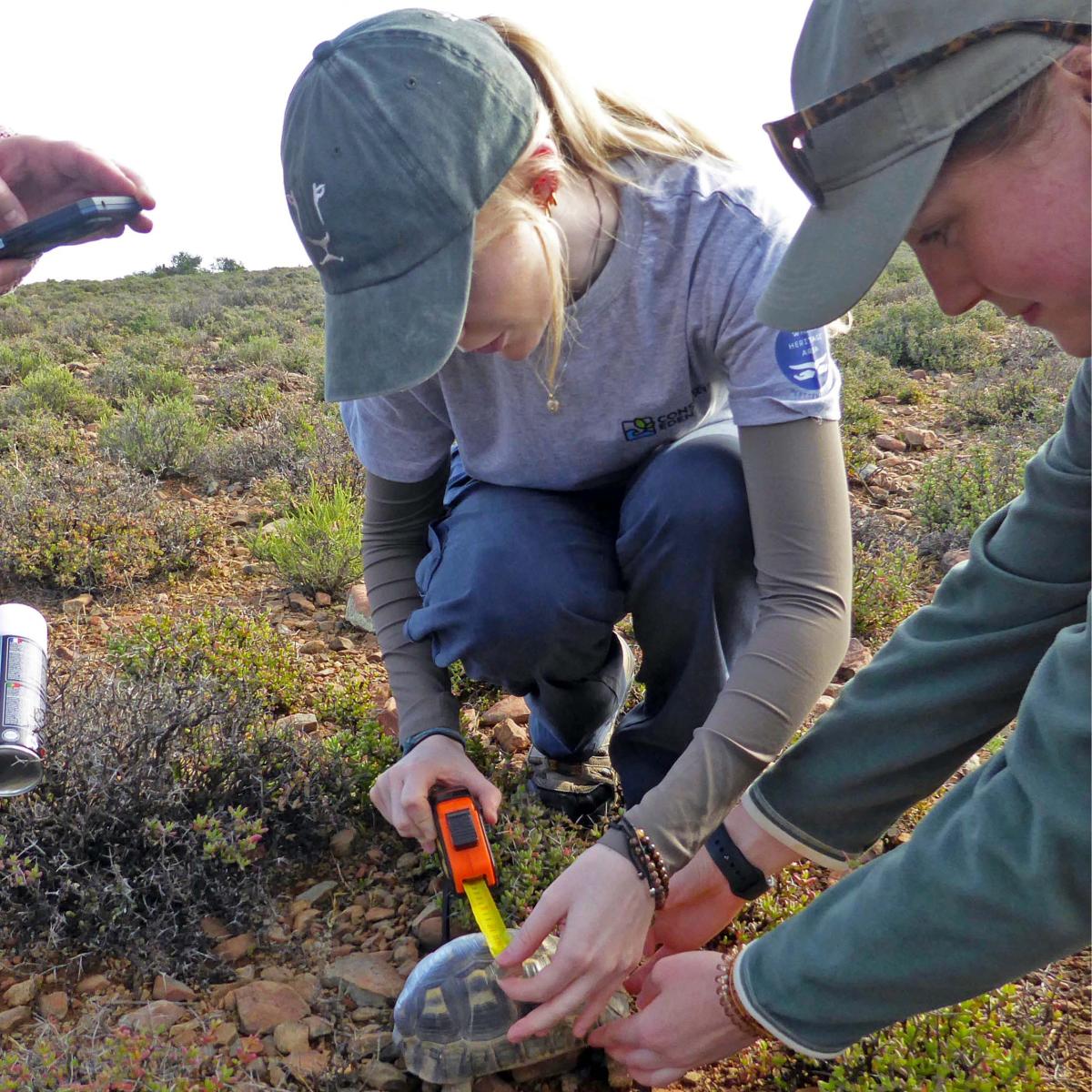 Jenn Smith measures a turtle