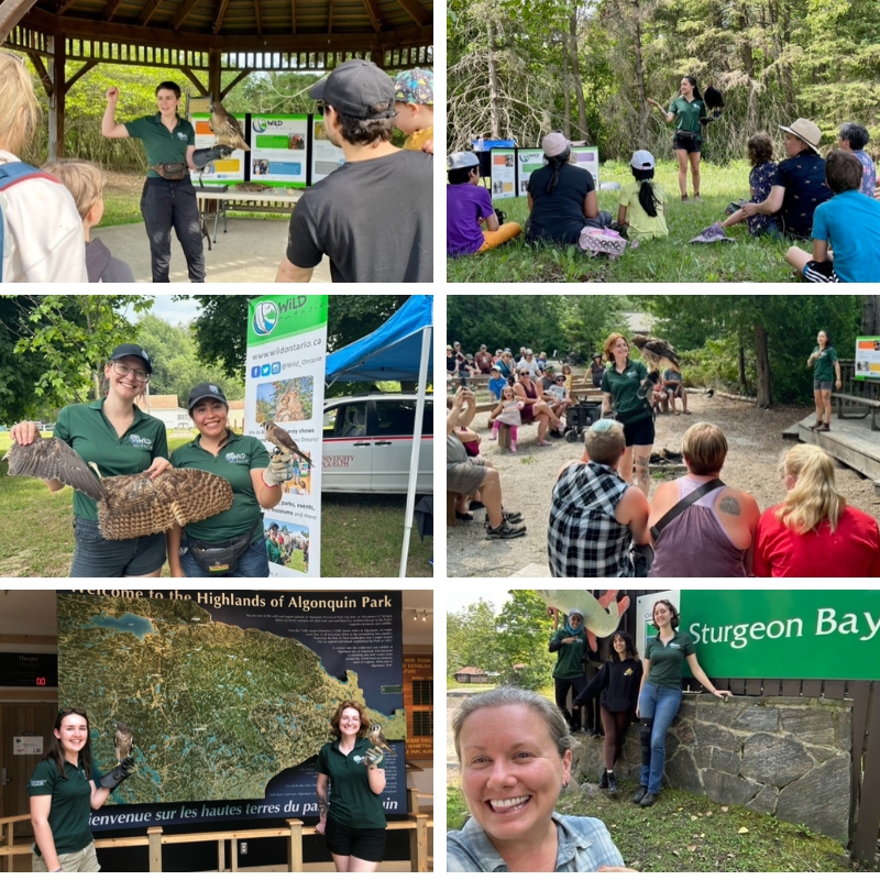 Collage of photos of Wild Ontario volunteers and birds from summer 2023