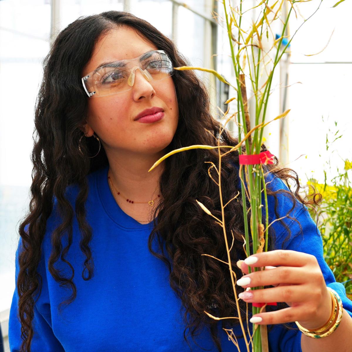 Zaina Al Kachi looks at a canola plant