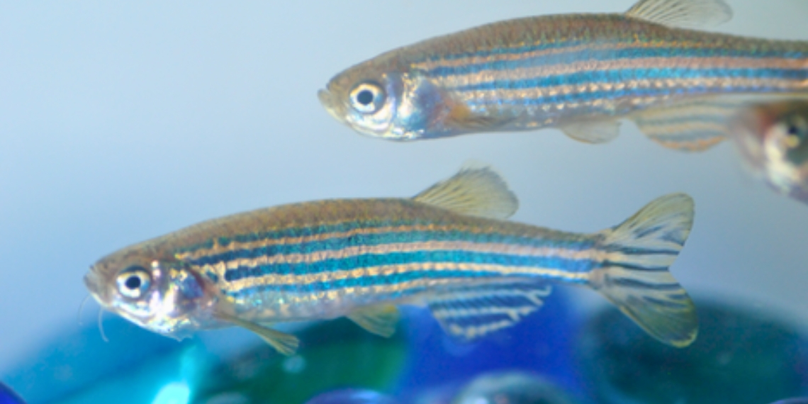 two zebrafish swimming