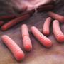 The bacterium Escherichia coli
