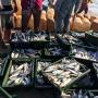 Small Fishing in a Developing Country