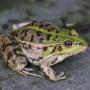 Picture of a Frog