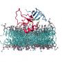 Computer visualization of proteins involved in myelin formation (image courtesy of G. Harauz)