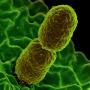 The bacterium Klebsiella pneumonia (photo by NIAID, CC BY 2.0)