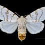 The gypsy moth, Lymantria dispar, an invasive species native to Europe (photo by  Didier Descouens, CC BY-SA 4.0)